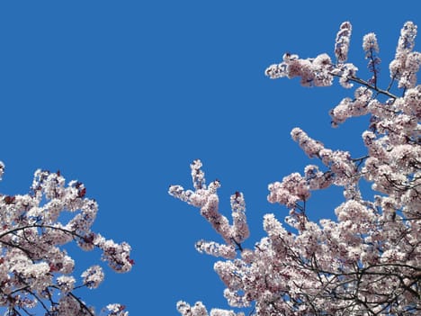 Blossoms on blue