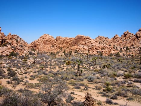 Joshua Tree