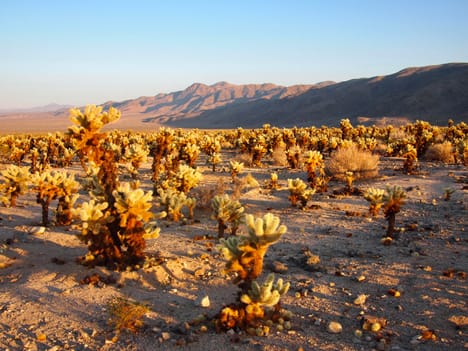 Cholla Cactus Garden