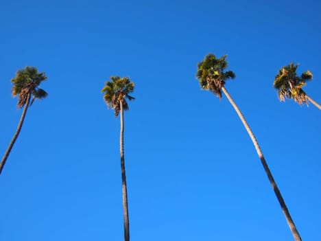 Palm trees