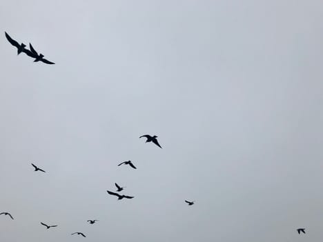 Birds