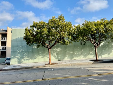 Sidewalk trees