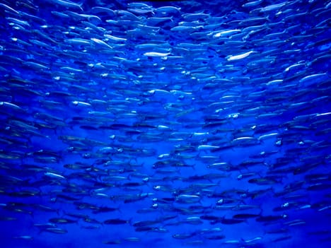 Sardines