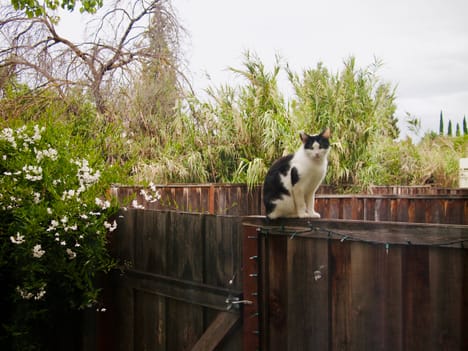 Cat on fence