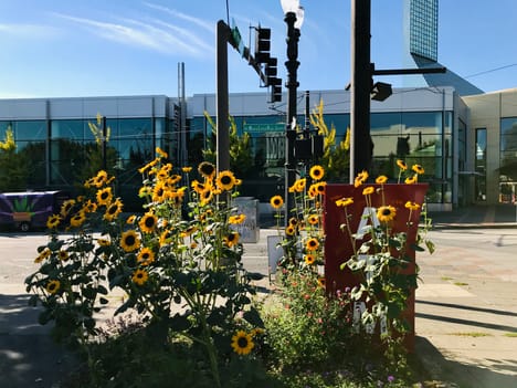 Sunflowers