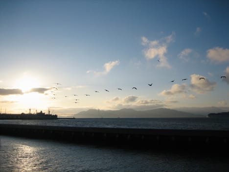 Birds