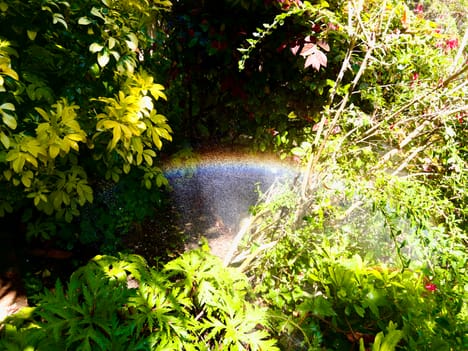 Rainbow